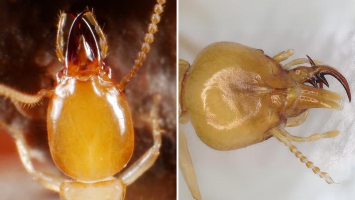 Comparison of termite fontanelles