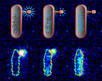 A Lambda Bacteriophage Infects an <i>E. coli</i> Cell