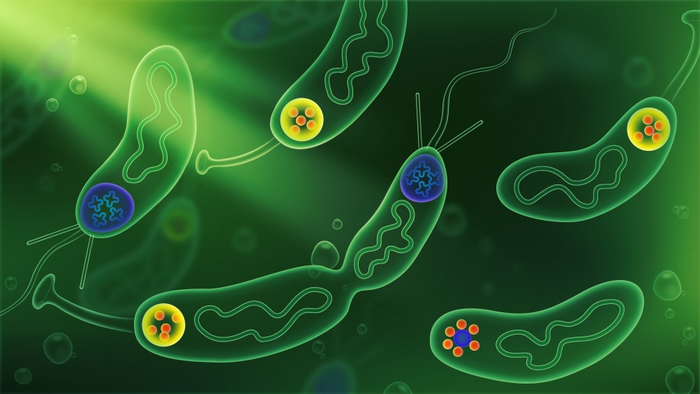 Schematic illustration of C. crescentus cells with membraneless biomolecular condensates