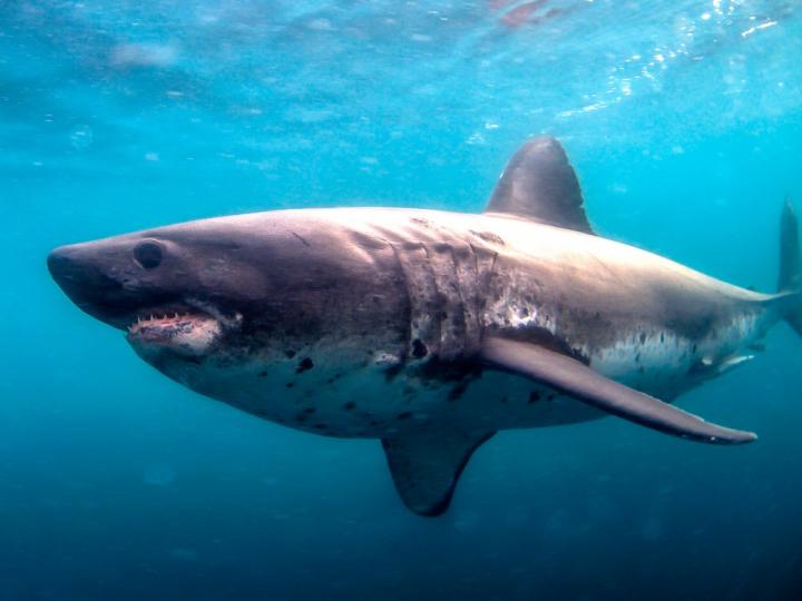 Salmon Shark