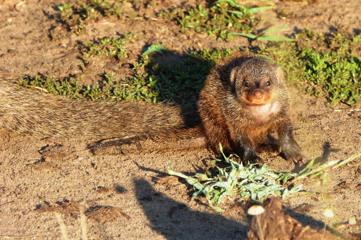 A Banded Mongoose Pup