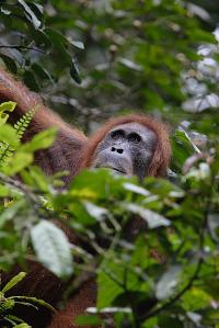 Sumatran Orangutans (1 of 2)