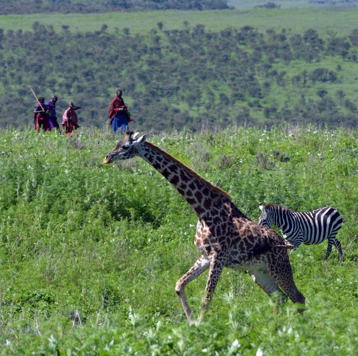 Female Giraffes with Calves