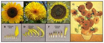 Sunflower Varieties