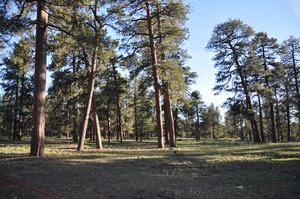 Coniferous forests