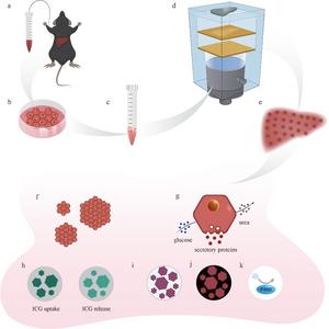 Construction of functional primary hepatocytes culture model in vitro with holographic lattice-based acoustic tweezers. (Image by SIAT)