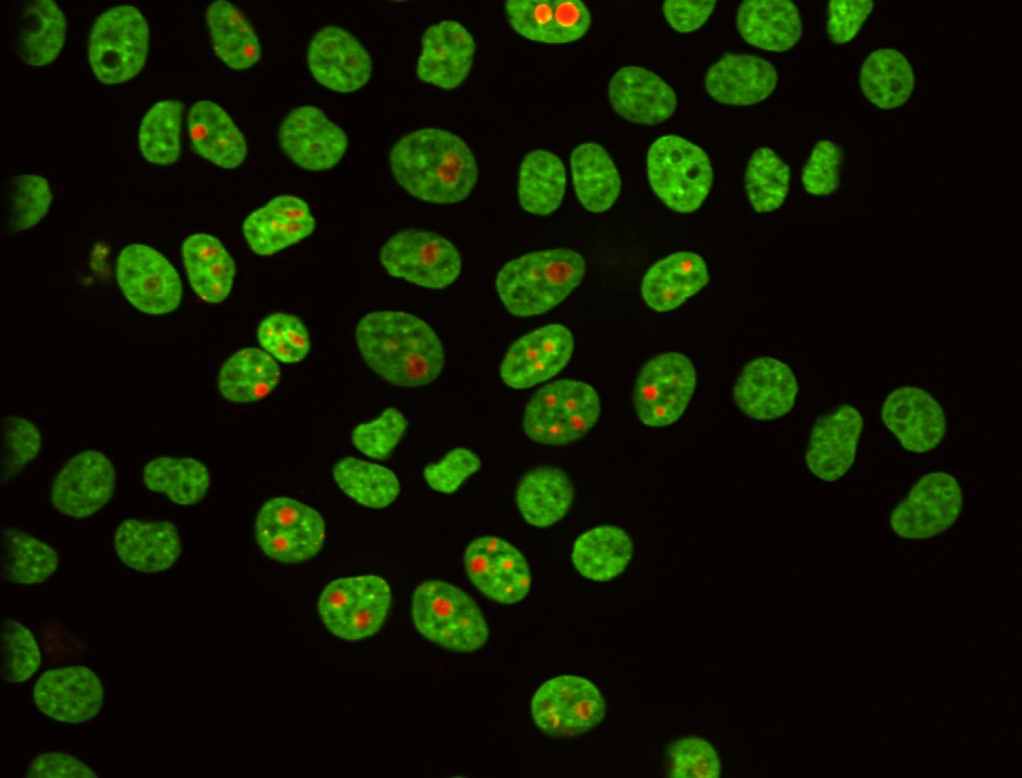 Human Cell Nuclei