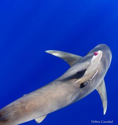 Oceanic Whitetip Shark with a Pop-Up Satellite Archival Tag and 2 Uniquely Numbered External Tags At