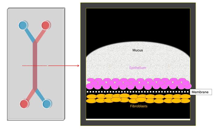 Cervix Chip Illustration