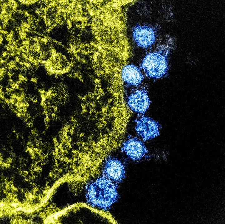 MERS Coronavirus