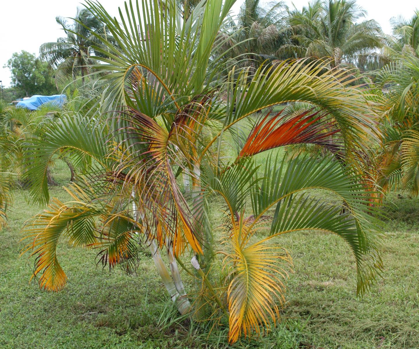 Fertilization Regimen Reduces Environmental Impact of Landscape Palms