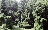 South America is Covered with Kudzu