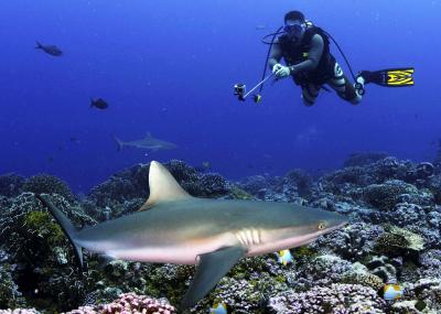 Shark Tourism