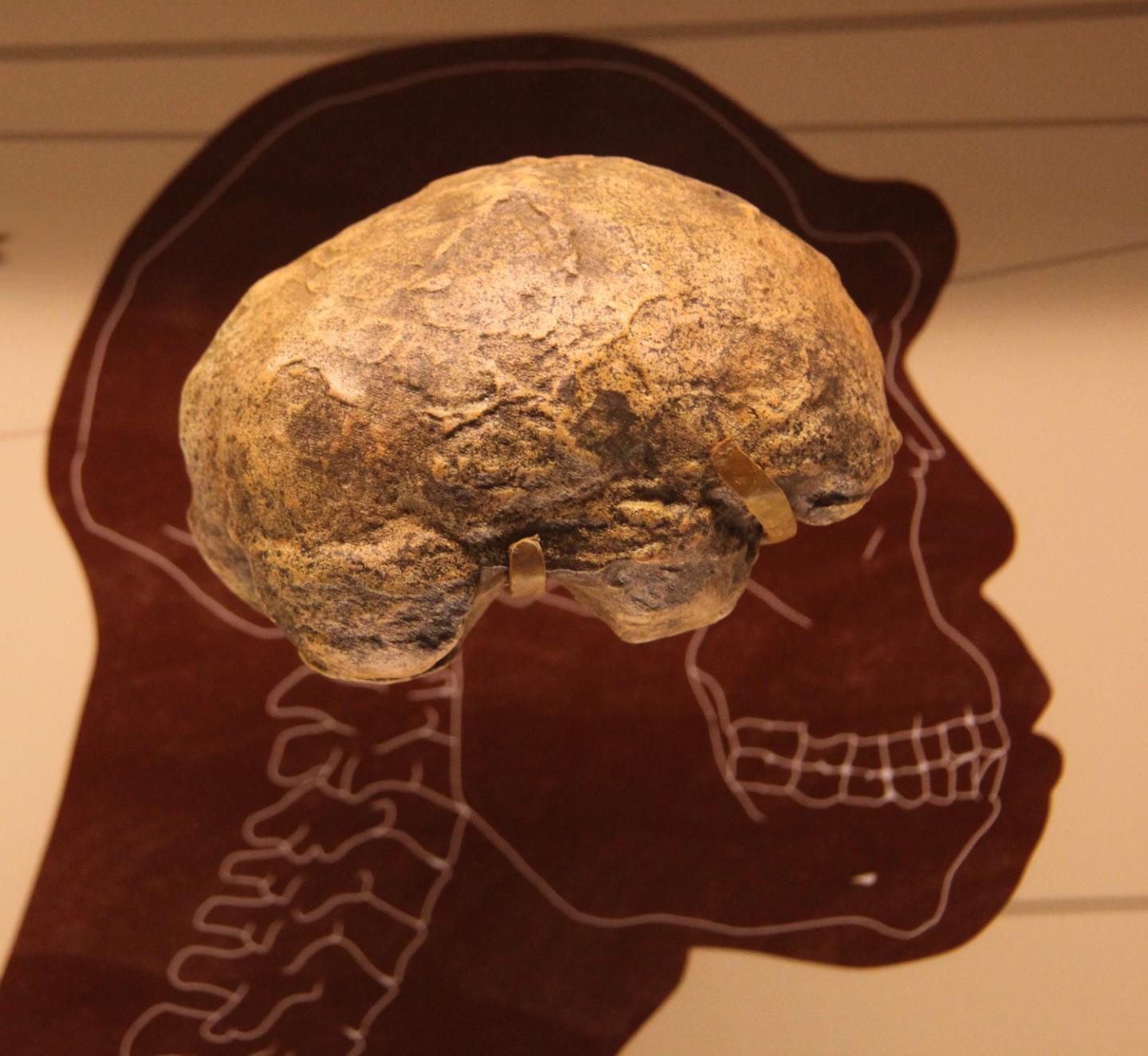How Big Brains Evolved Could Be Revealed By New Mathematical Model