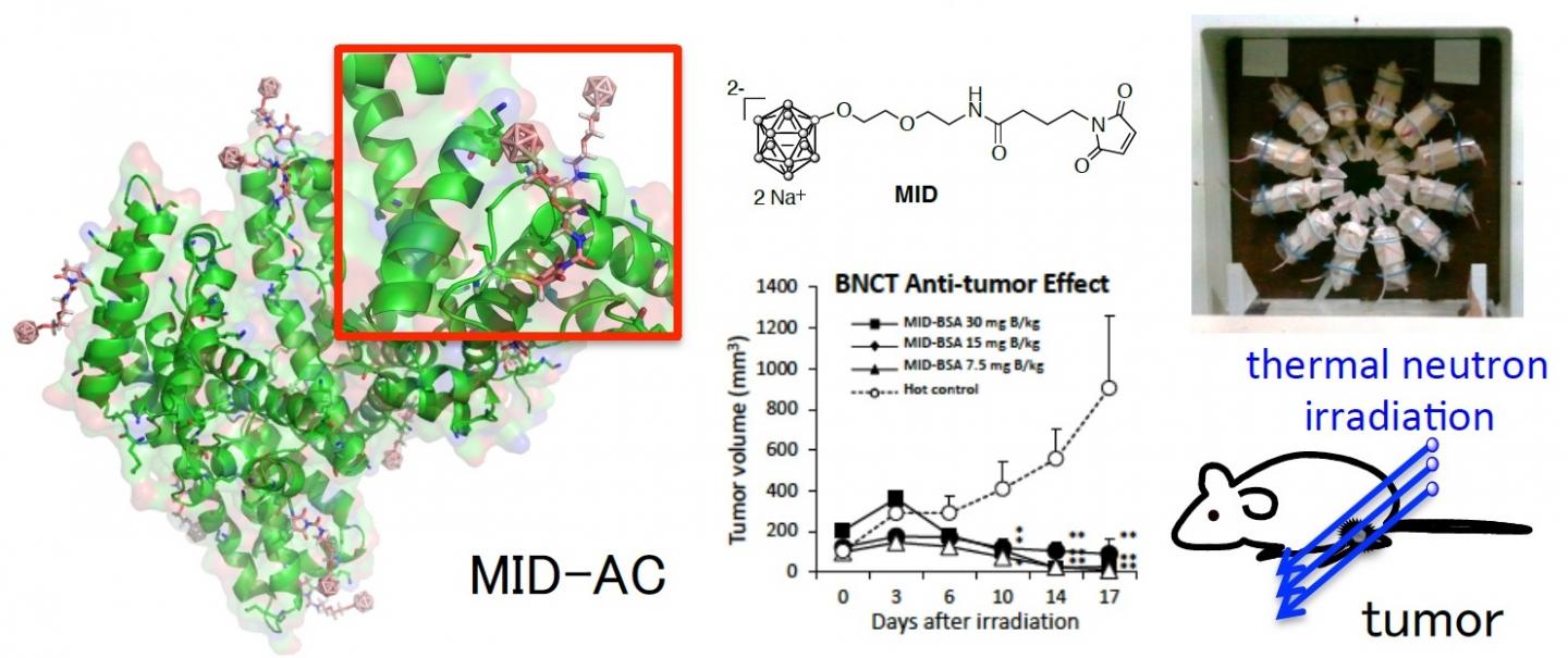 BNCT Effects of MID-AC
