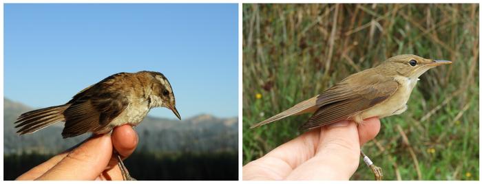 How does climate change affect birds?