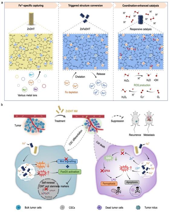 Cascade functioning of the coordination nanomedicine and its mediated anti-tumor mechanisms