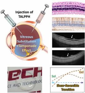 Hydrogels designed for treating retinal detachment, formulated from natural carbohydrate biomaterials obtained from algae