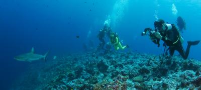 Divers Photographing Reef Sharks