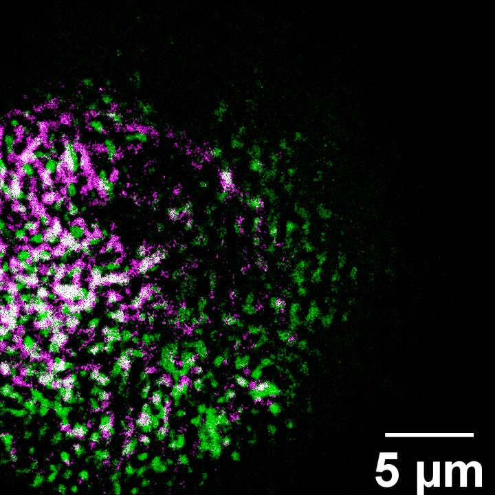 Microscopy -- Images in a Flash