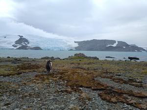 Sampling area on King George Island, regions with high biological activity