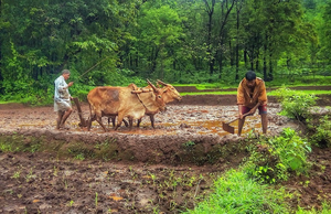 Better soil management is important for smallholder farmers if they are to grow healthy and profitable crops