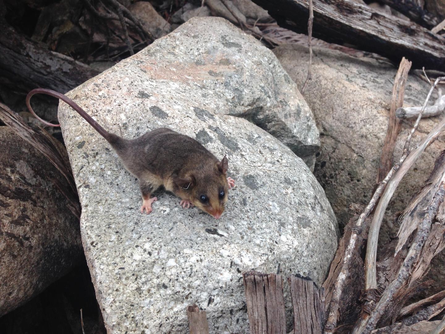 Mountain pygmy possum