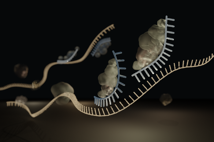 microRNA [IMAGE] | EurekAlert! Science News Releases