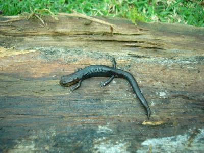 Guatemalan Salamander