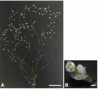 <i>Arabidopsis thaliana</i> with Knockout of the AGAMOUS Gene