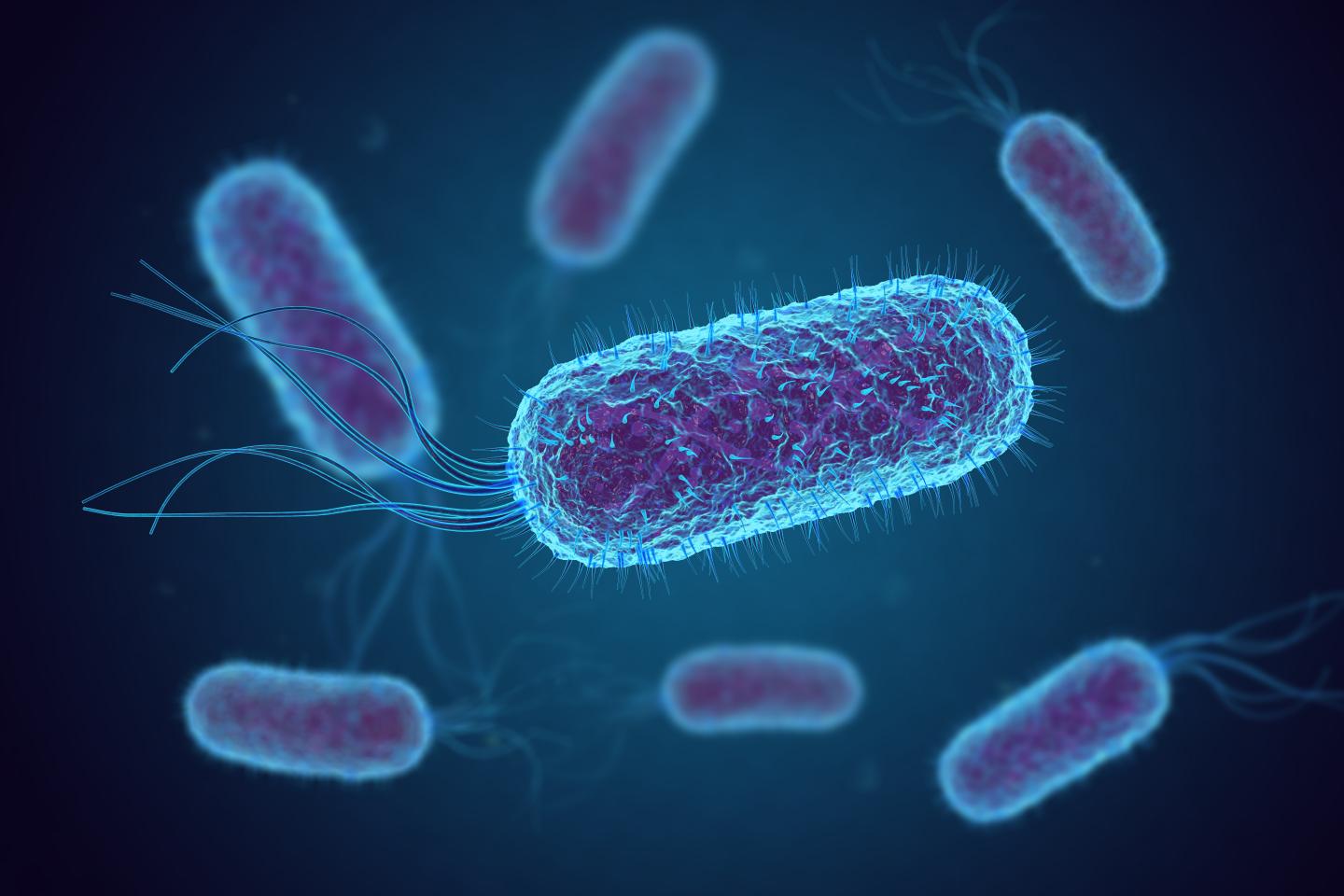 Escherichia coli (E. coli) bacteria