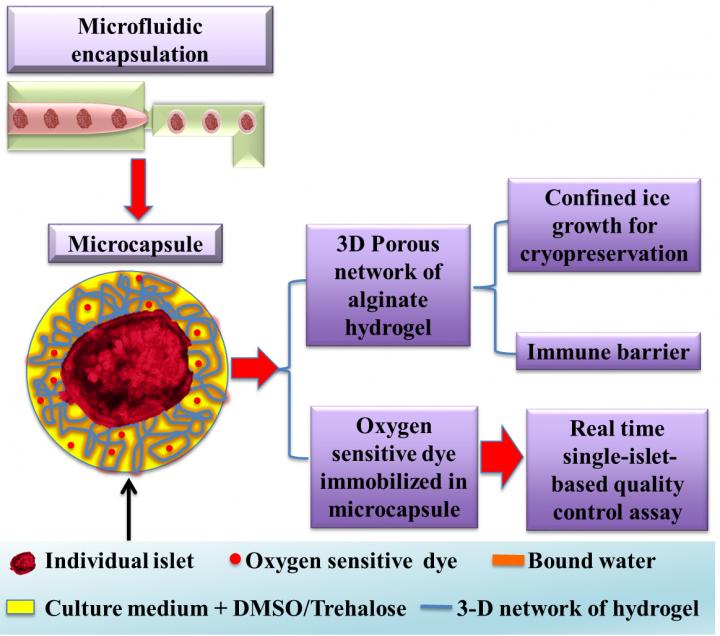 Pancreatic Islet Encapsulation