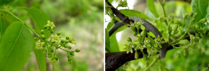 Native vs. Invasive Bittersweet Flowers