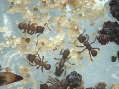 Ant Microbiota