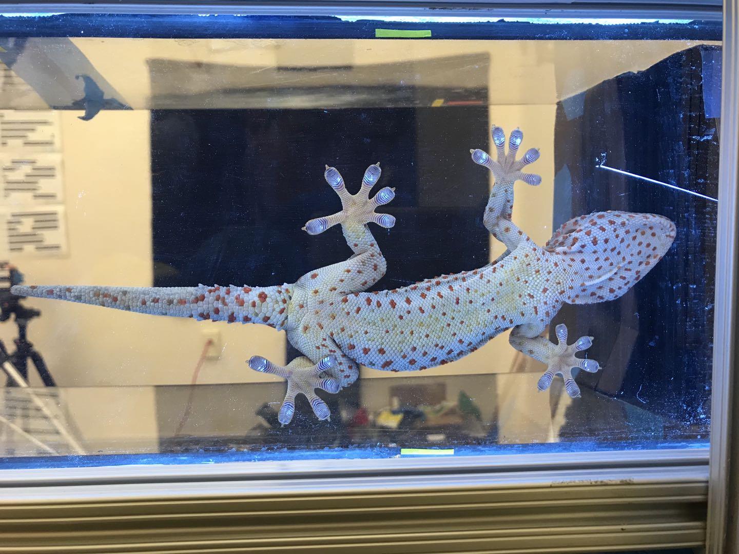 Measuring toe contact