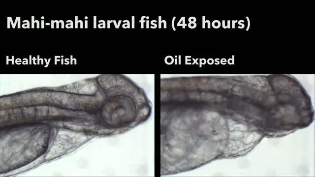 Mahi-mahi Larval Fish
