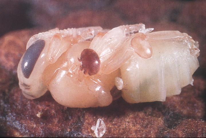 <I>Varroa</I> on Pupa