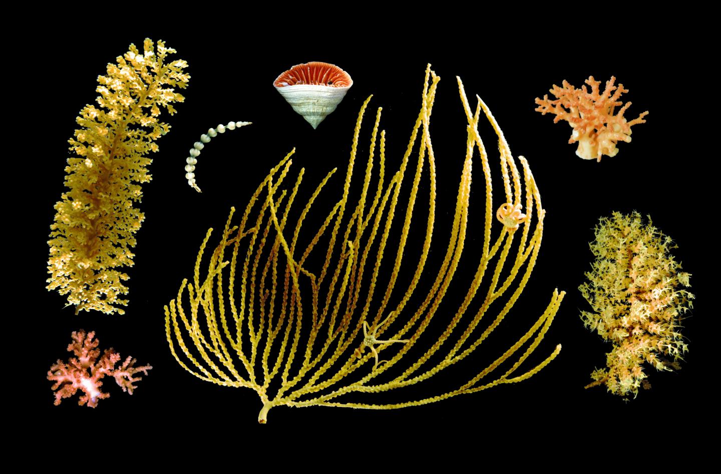 Corals Found in the Southern Ocean