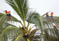 Scarlet Macaw