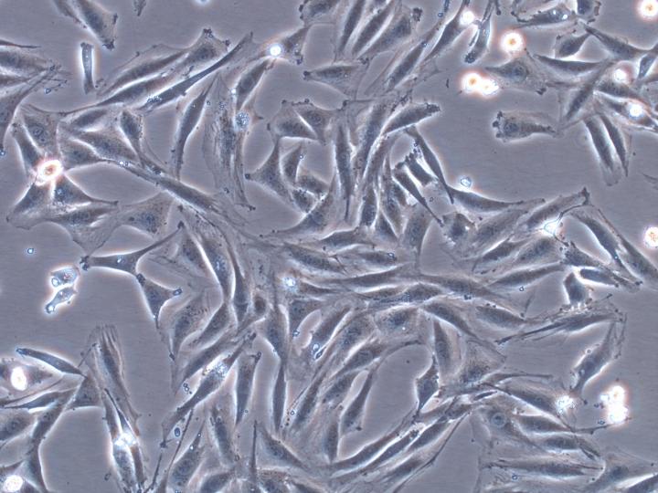 L6 Myoblasts