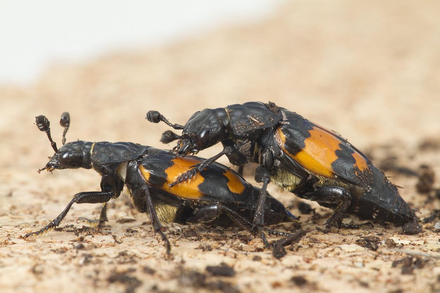 Burying Beetles Mating