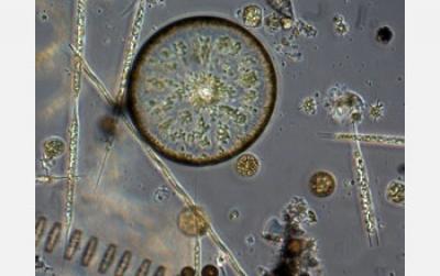Micrograph of Diatoms from Puget Sound, Wash.