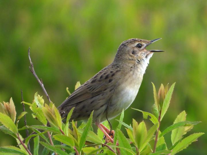 Field warbler