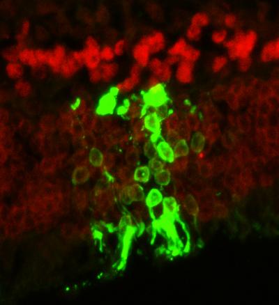 Integration of Transplanted Photorecepters