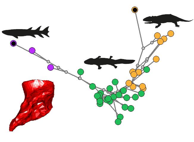 Humerus shape change along evolutionary tree