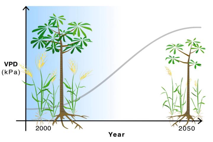 Atmospheric drying will lead to lower crop yields, shorter trees across the globe