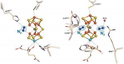 The Dinitrogen Ligand-Bound M-Clusters of Nitrogenase