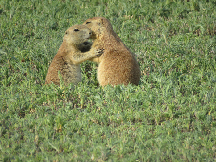 Prairie Dog Greet Kisses