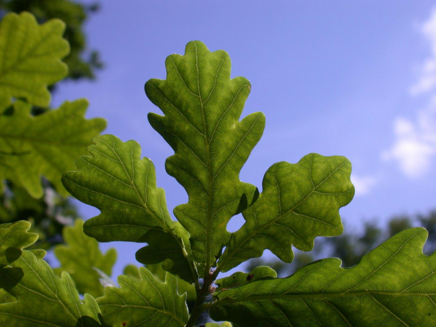 Oak Tree