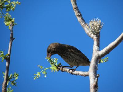 The Medium Ground Finch Geospiza Fortis on Daphne Major Island